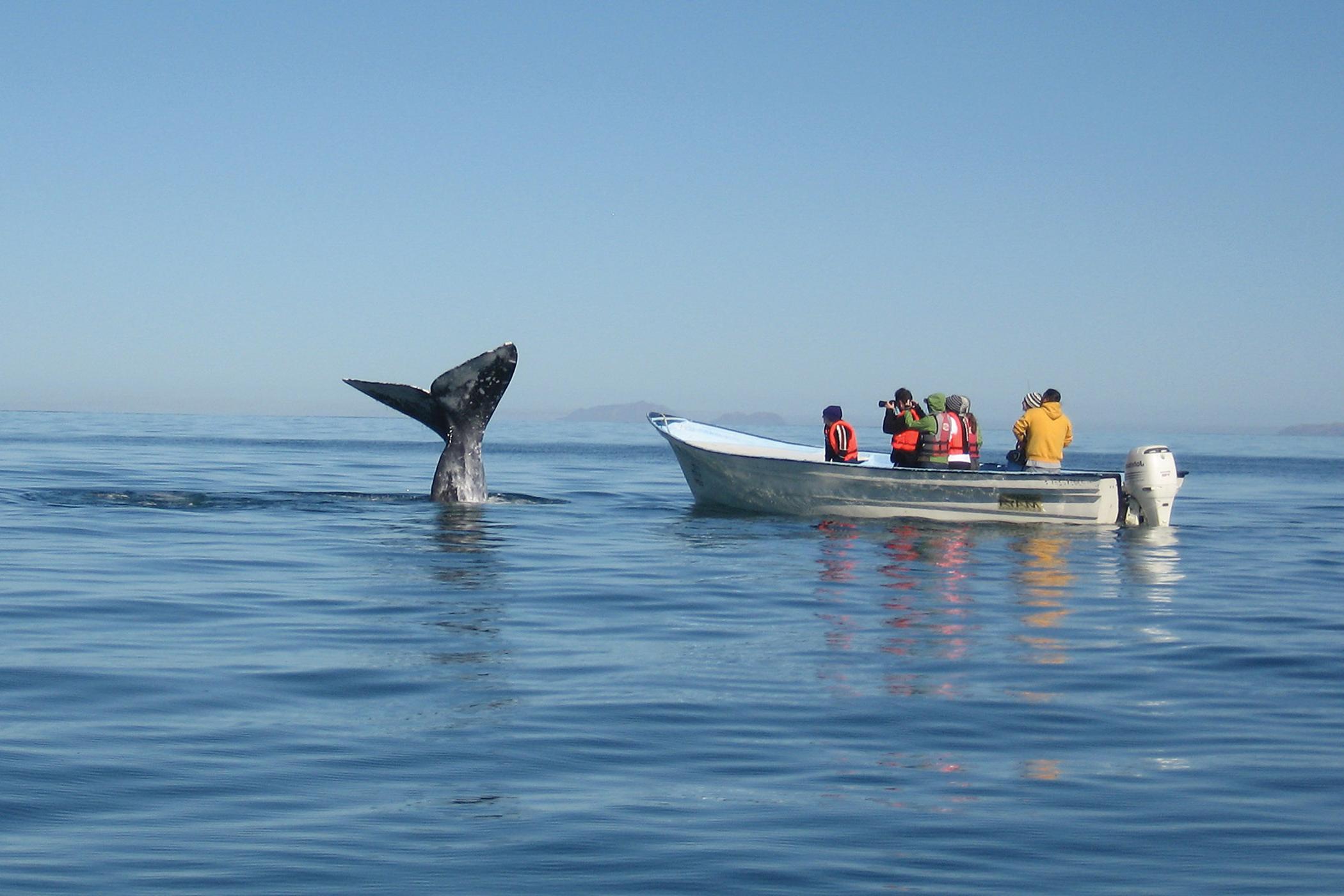 研究人员近距离观察鲸鱼.